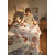 Blanket – The Lion Raised by a Cat, 7 image